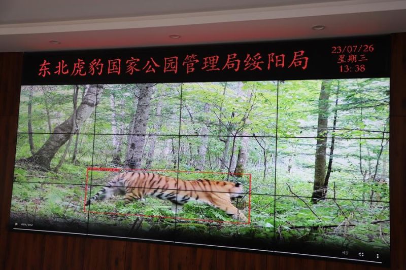 populasi-harimau-dan-macan-tutul-liar-di-taman-nasional-china-naik