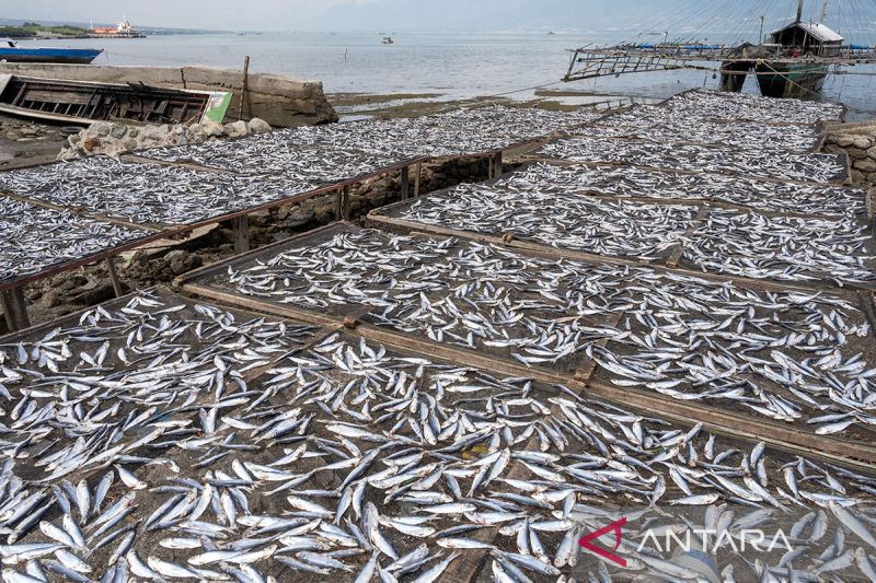 Harga ikan kering naik di Palu