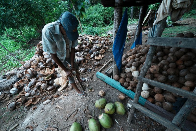 Produksi Kopra di Pulau Kabaena