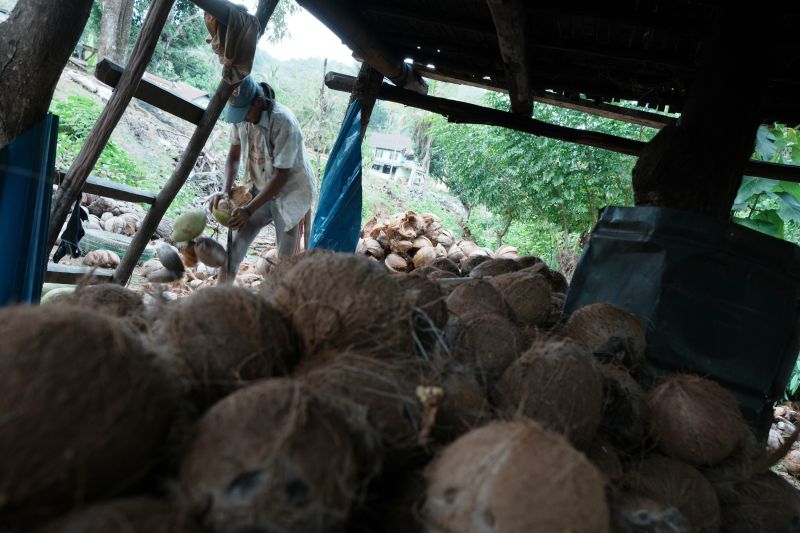 Produksi Kopra di Pulau Kabaena