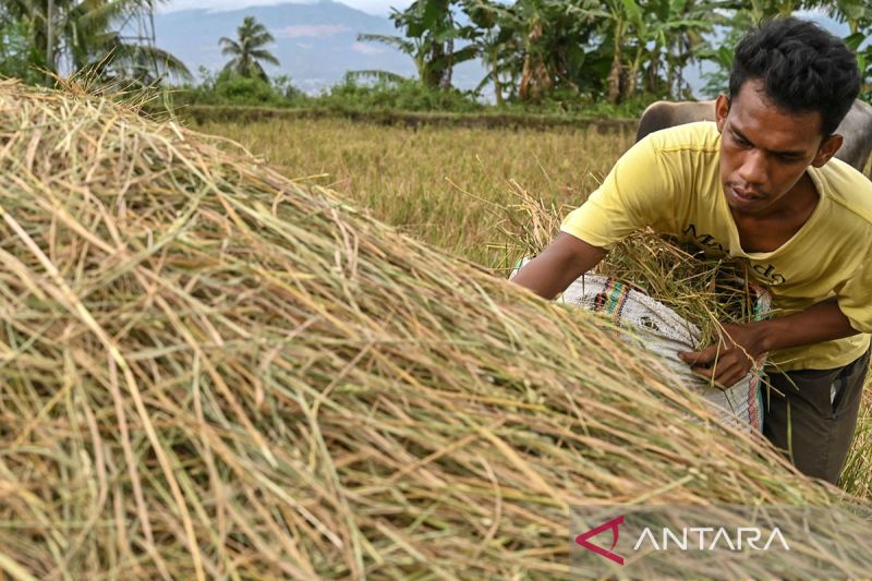 Pemanfaatan limbah jerami padi untuk pakan ternak