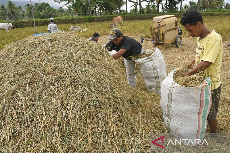 Pemanfaatan limbah jerami padi untuk pakan ternak