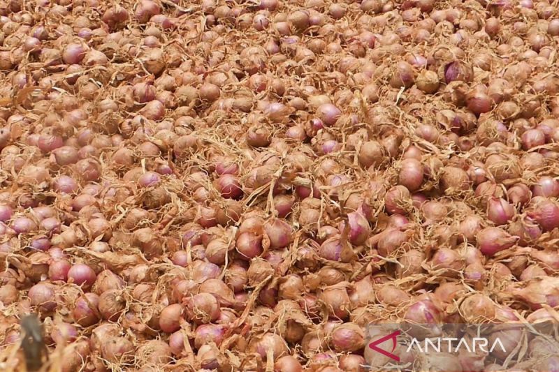Petani bawang merah di Temanggung raup untung karena harga tinggi