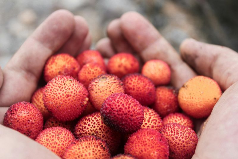 Mengetahui tujuh manfaat buah leci untuk kesehatan