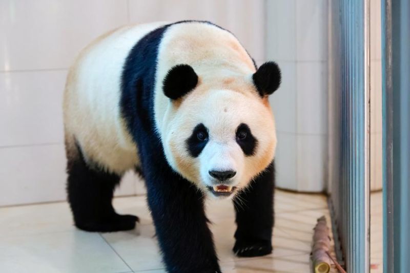 melihat-keseharian-fu-bao-panda-kelahiran-korsel-yang-pulang-ke-china