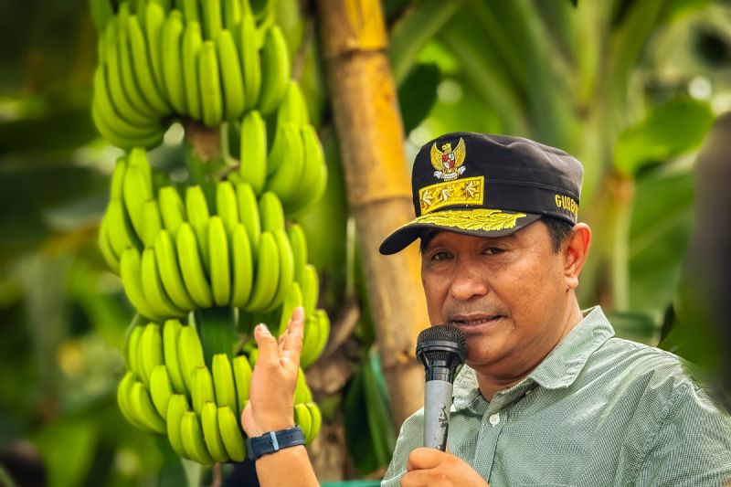 Mamuju Tengah jadi percontohan pengembangan pisang cavendish di Sulbar