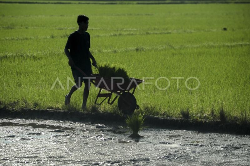 Pemprov Kalteng alokasikan Kartu Tani Berkah untuk puluhan ribu petani