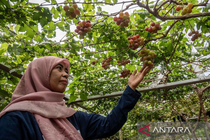 Bimtek Penerapan Teknologi Budidaya Anggur di Palu