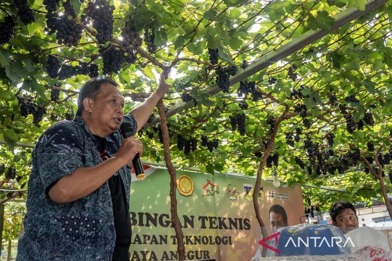 Bimtek Penerapan Teknologi Budidaya Anggur di Palu