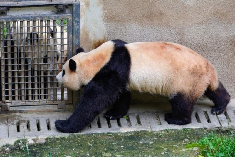 PM China Li Qiang harap Australia tetap jadi rumah nyaman bagi panda