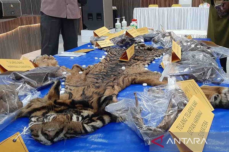 Jaksa tuntut dua terdakwa penjual kulit harimau dua tahun penjara