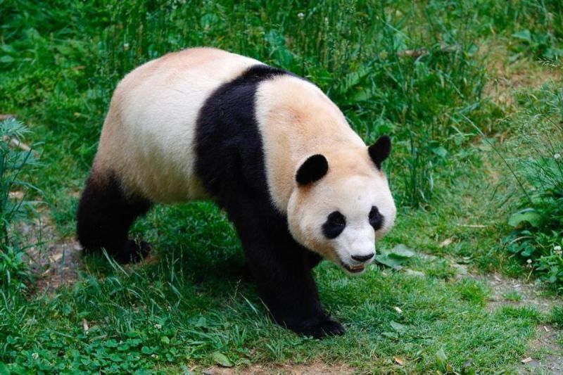 China harap diplomasi panda bisa jaga hubungan dengan Austria dan AS