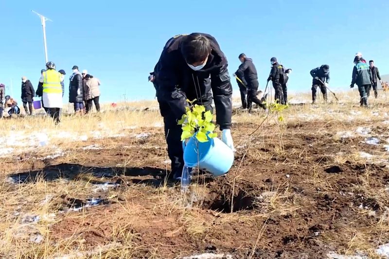 Mongolia tanam 42 juta pohon dalam tiga tahun