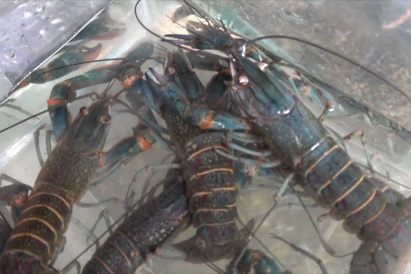 Potensi cuan dari lobster air tawar di Tegallega Bogor