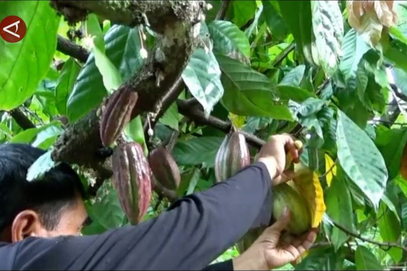 Gunungkidul daftarkan Indikasi Geografis kakao