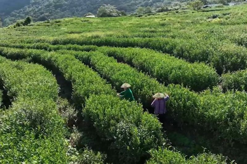 industri-teh-dorong-revitalisasi-pedesaan-di-china