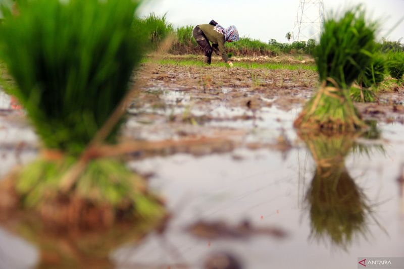 Pemprov sebut 1.650 hektare lahan rawa sudah ditanami padi 