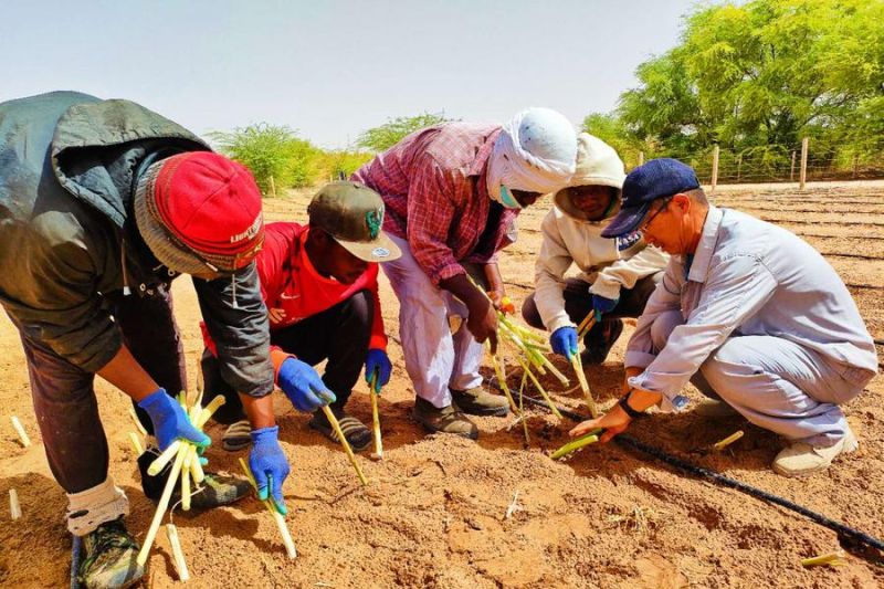 Proyek China ciptakan kemakmuran di Gurun Sahara