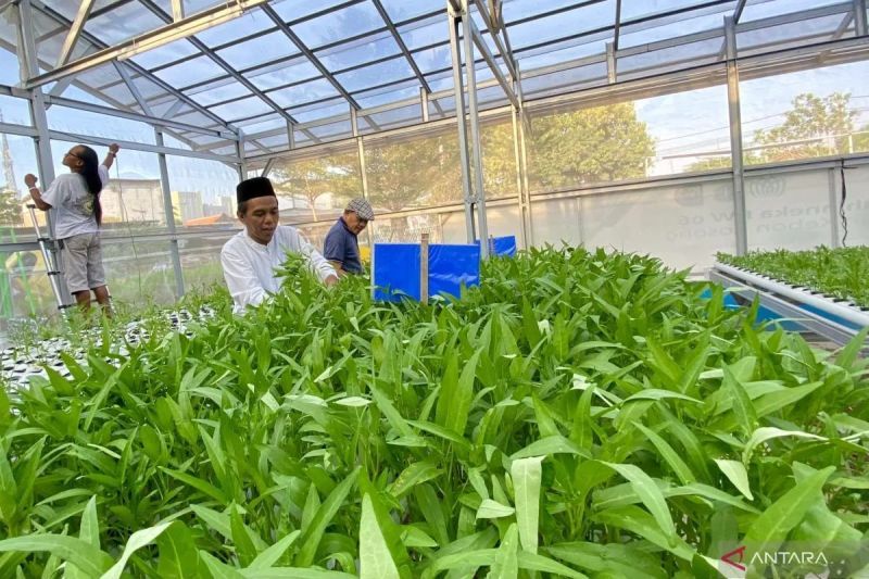 Antisipasi dampak kemarau pada produksi pertanian di Palangka Raya