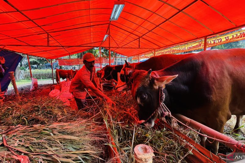 BHQ di Kota Bogor sediakan ratusan hewan kurban sehat dan berkualitas