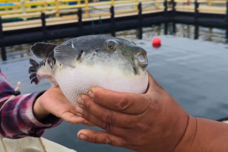 Cara ikan buntal melindungi diri dari predator