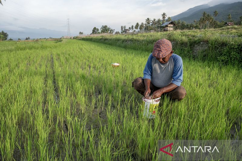 Penambahan alokasi pupuk subsidi di Sulteng