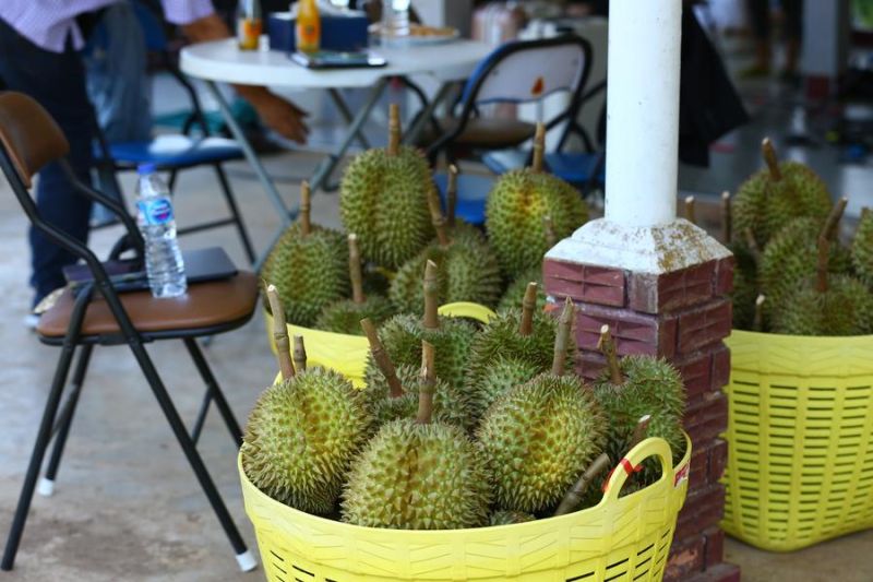 Teknologi digital China berdayakan penanaman durian di Thailand