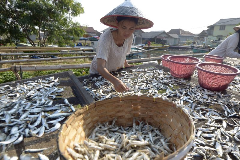 Produksi ikan teri di Pulau Pasaran