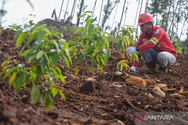 PT Antam revegetasi lahan di Konawe Utara