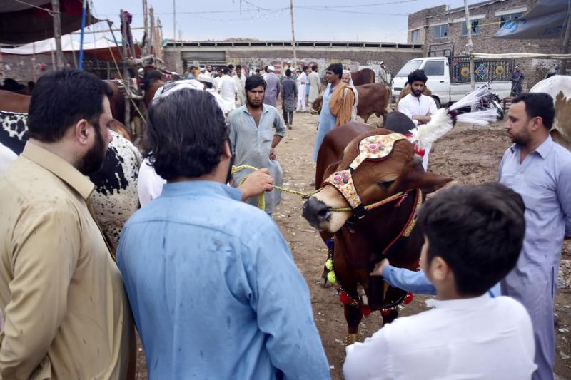 Menengok suasana pasar ternak yang ramai jelang Idul Adha di Pakistan