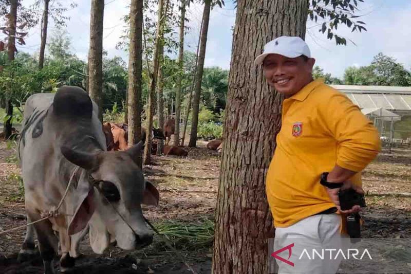 Pemkab Kobar telah serahkan 128 ekor sapi kepada masyarakat di Idul Adha 2024