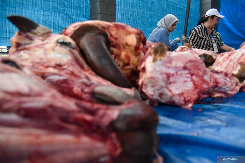 Jelang Idul Adha, simak 7 cara hilangkan bau prengus daging kambing