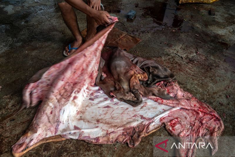 Penjualan kulit sapi hasil kurban