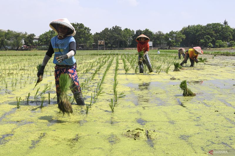 Pemkot Jakut catat produksi padi capai 1.175 ton per tahun