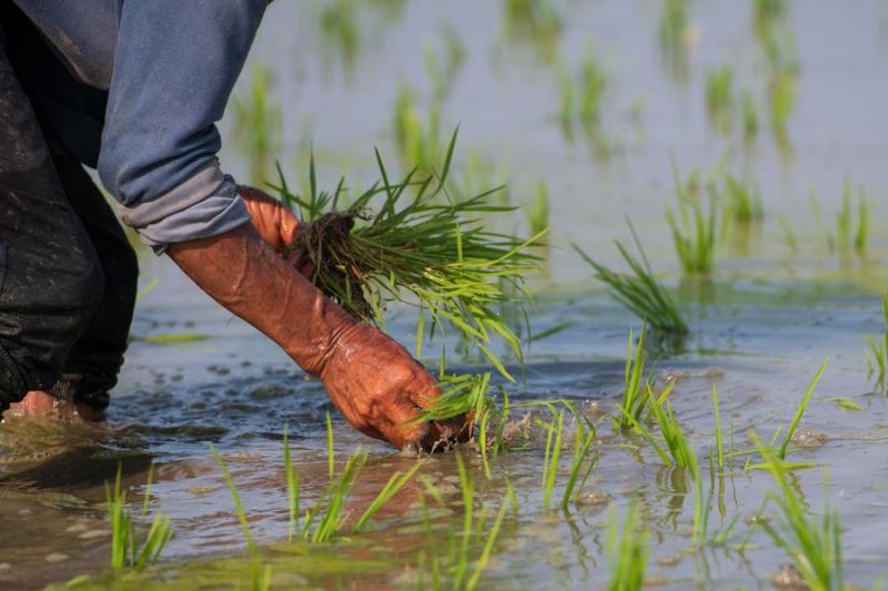China adopsi metode baru penanaman padi dorong pengembangan pertanian