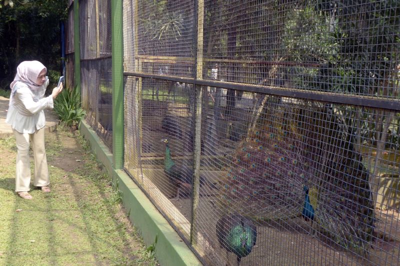 Liburan sekolah di Taman Margasatwa Lembah Hijau