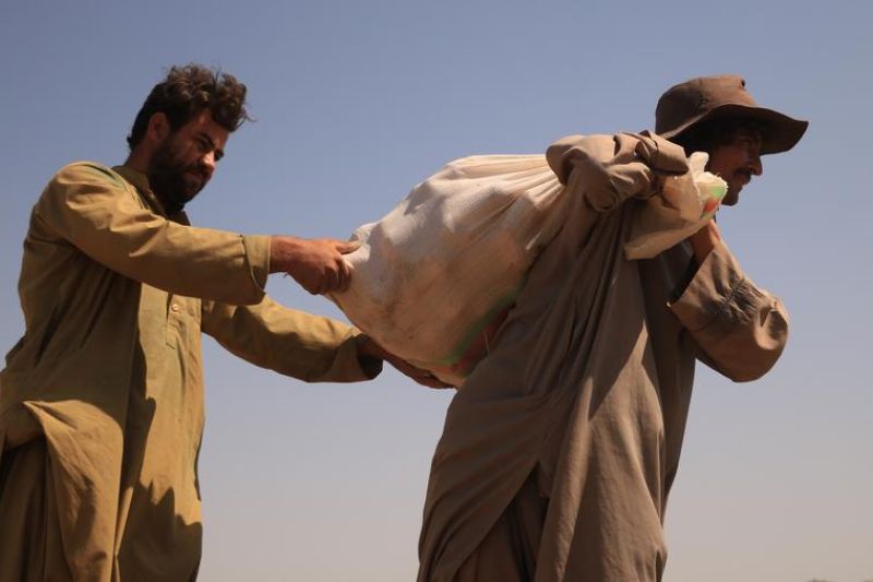 Album Asia: Mengintip panen kentang di Afghanistan