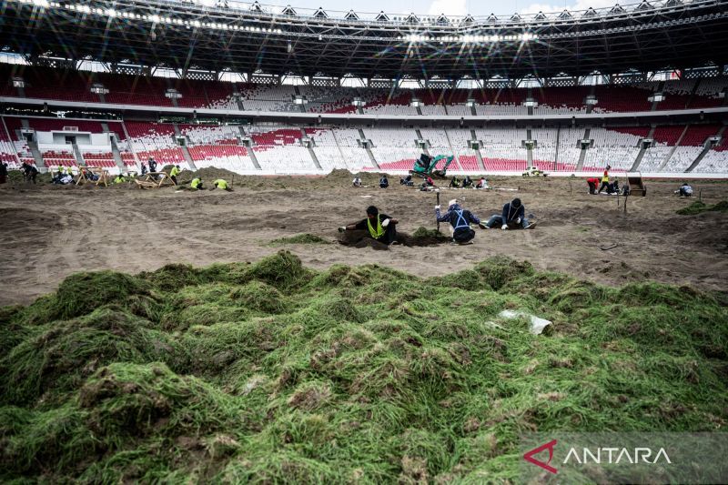 Revitalisasi rumput Stadion Utama Gelora Bung Karno