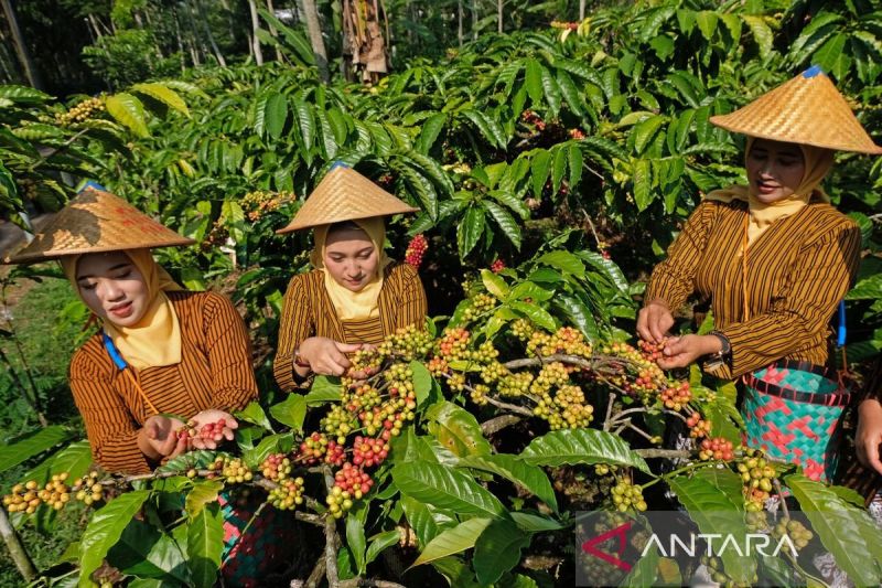 Festival Petik Kopi di Temanggung sebagai ajang promosi kopi robusta Gemawang ke pasar yang lebih luas