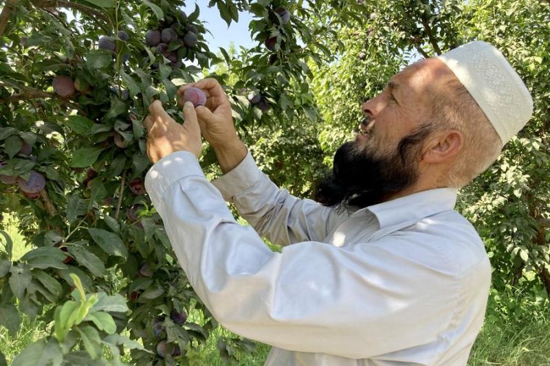 Album Asia: Menyambut panen buah plum di Afghanistan