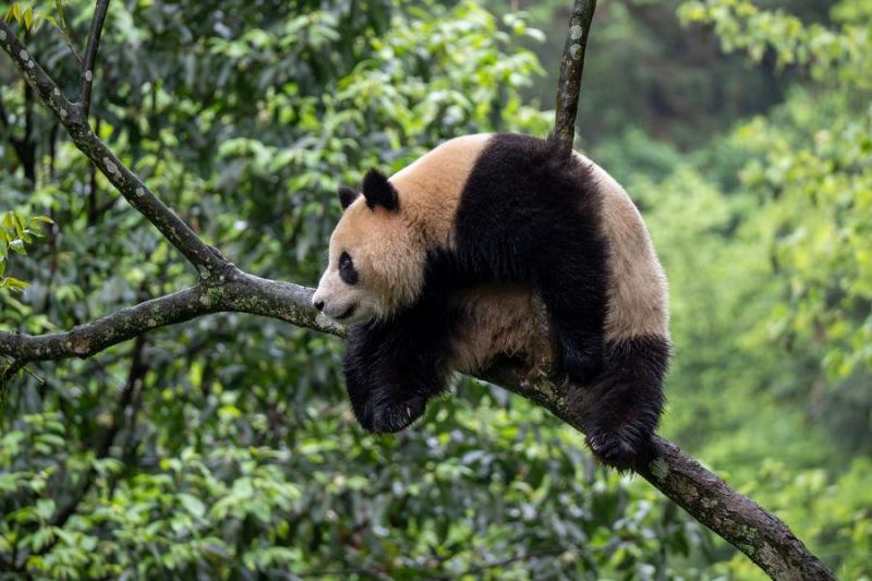 Dua panda raksasa China tiba di California, AS