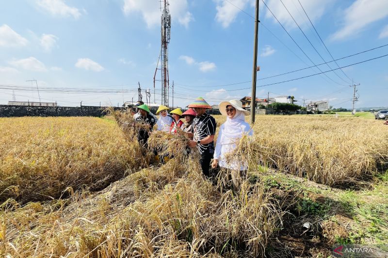 Pemkot Bogor panen 1,2 ton padi Nutrizinc di Pasirjaya