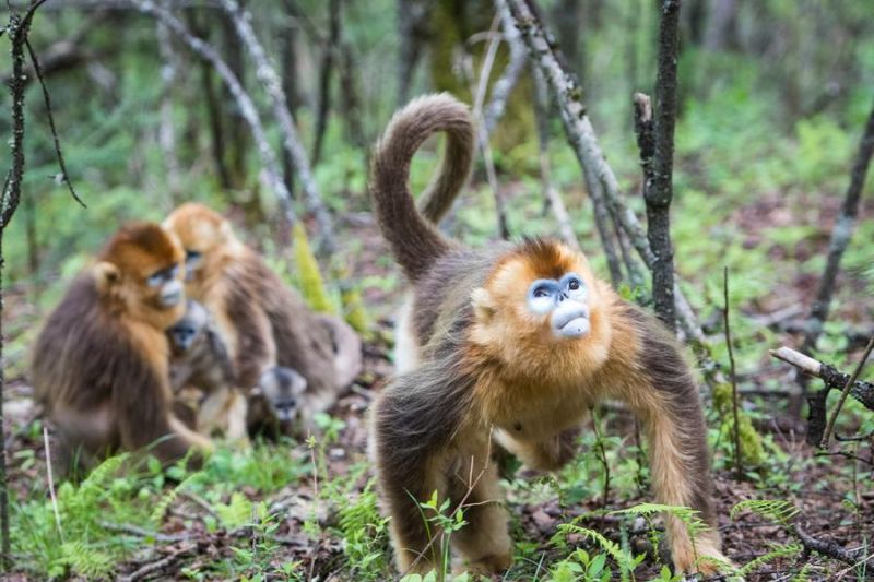 Populasi monyet emas langka meningkat di Shennongjia, China