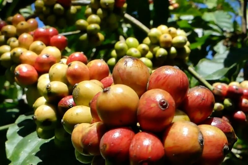Harga kopi melambung, Pemkab Temanggung imbau petani panen petik merah