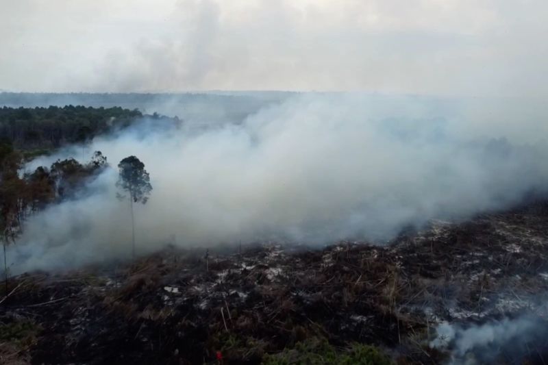 Ditjen Gakkum KLHK tangkap pelaku perusakan 25 hektare hutan di Sumbar