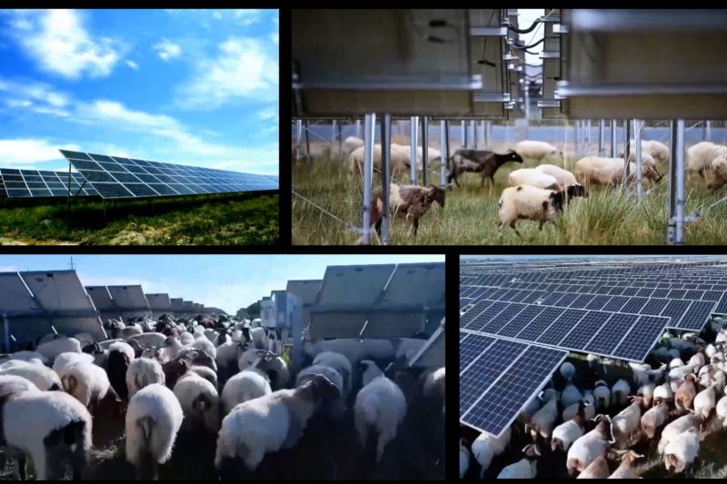 Kawanan domba yang membantu revolusi energi hijau di China
