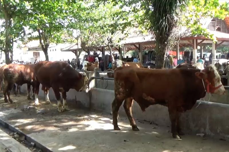 Ketersediaan hewan kurban sapi dan kambing di DIY surplus