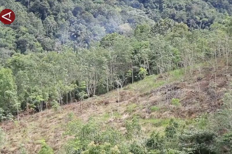 KLHK proses status hutan adat untuk hutan primer di Boven Digoel