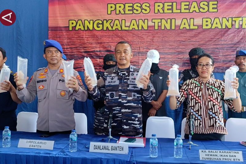 Lanal Banten gagalkan penyelundupan 77.800 ekor benih bening lobster