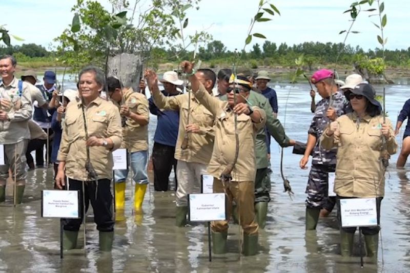 Kaltara jadi wilayah rehabilitasi hutan mangrove pertama di Indonesia